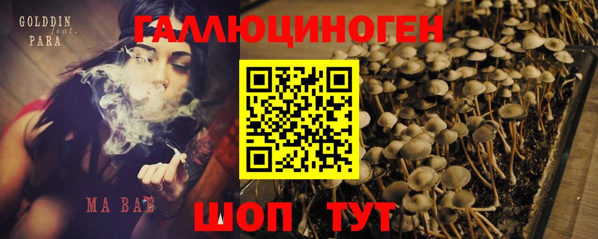 продажа наркотиков  Вход с VPN  Удомля  Галлюциногенные грибы Psilocybe 